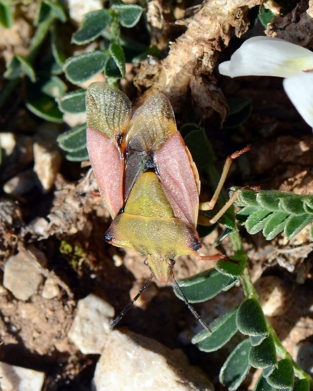 Pentatomidae: Carpocoris fuscispinus dell''Abruzzo (AQ)